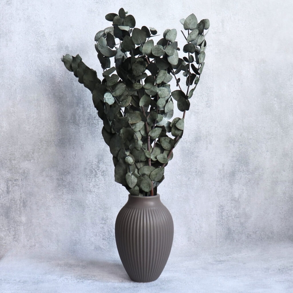 Stabilizovaný Eucalyptus Cinerea Foliage – přírodní dekorace pro aranžmá